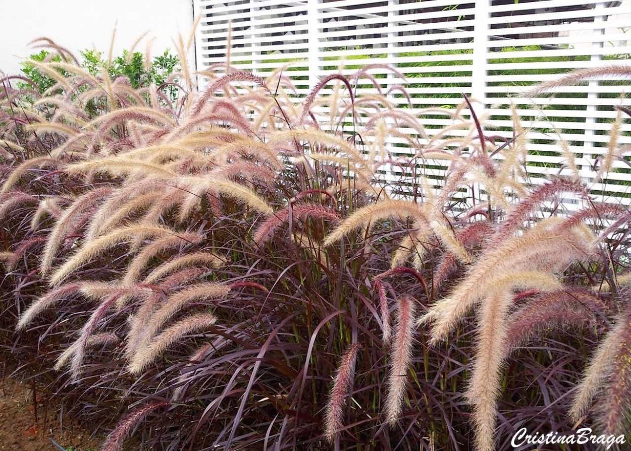 Пеннисетум Император