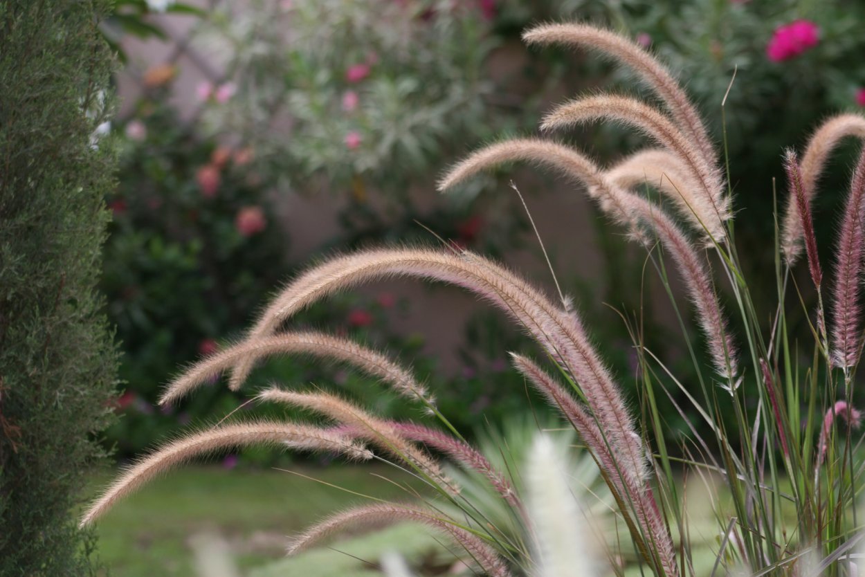 Пеннисетум щетинистый (Pennisetum setaceum)