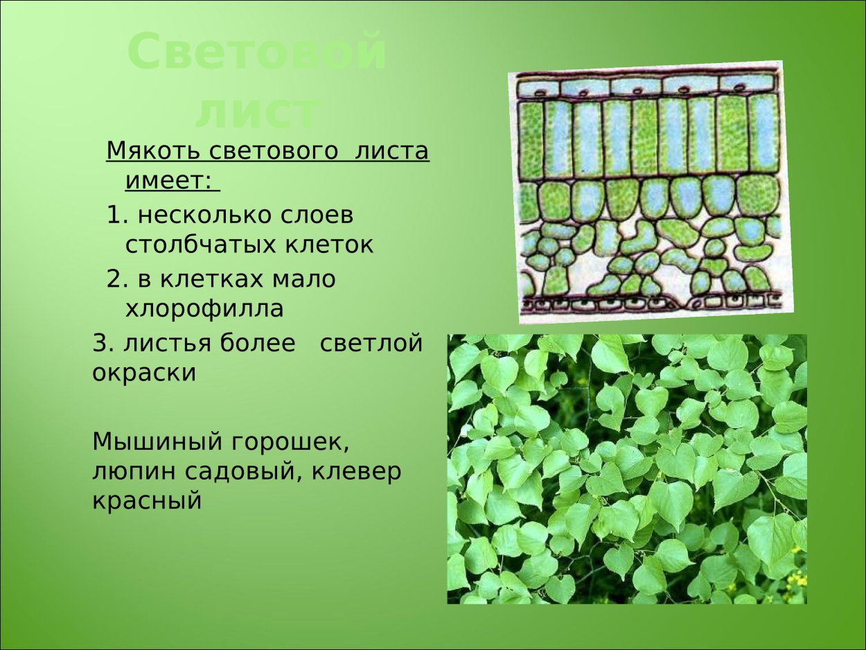 Строение световых и теневых листьев