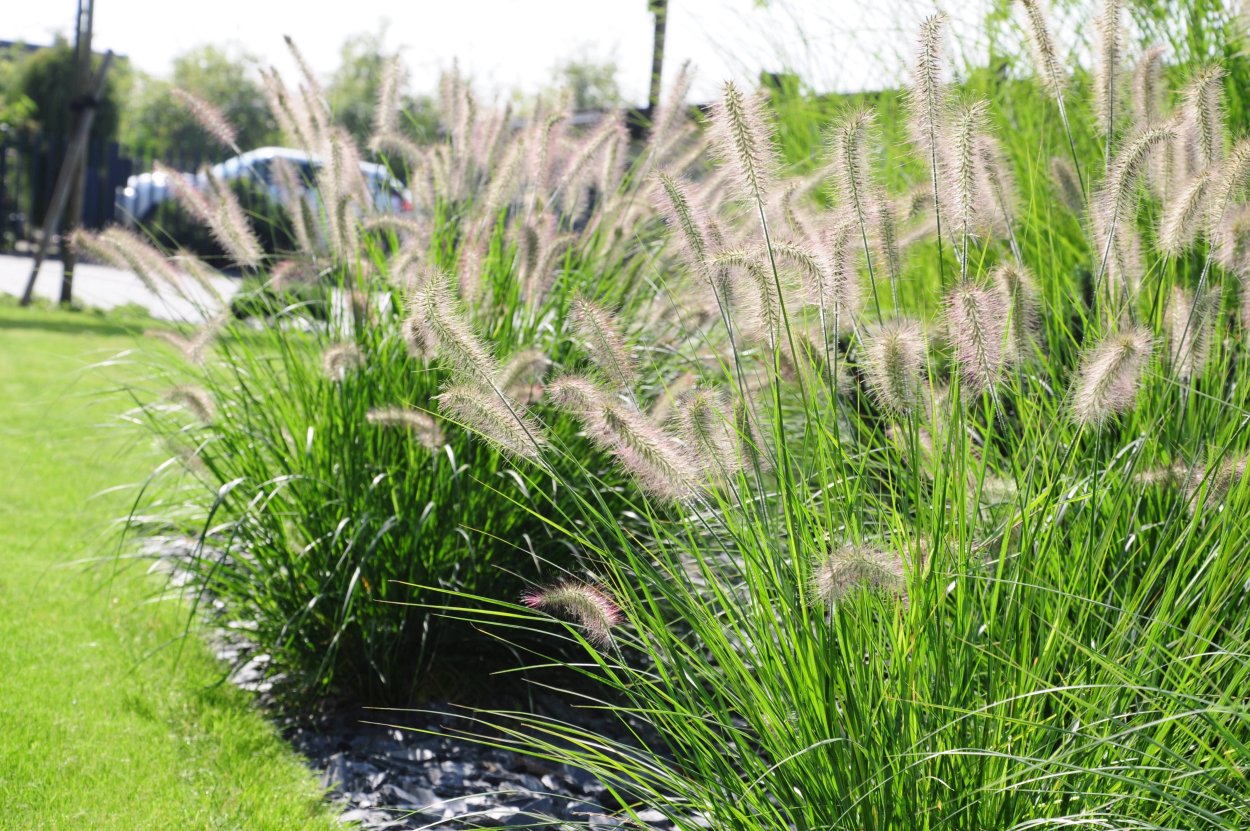 Пеннисетум лисохвостовый Хамельн