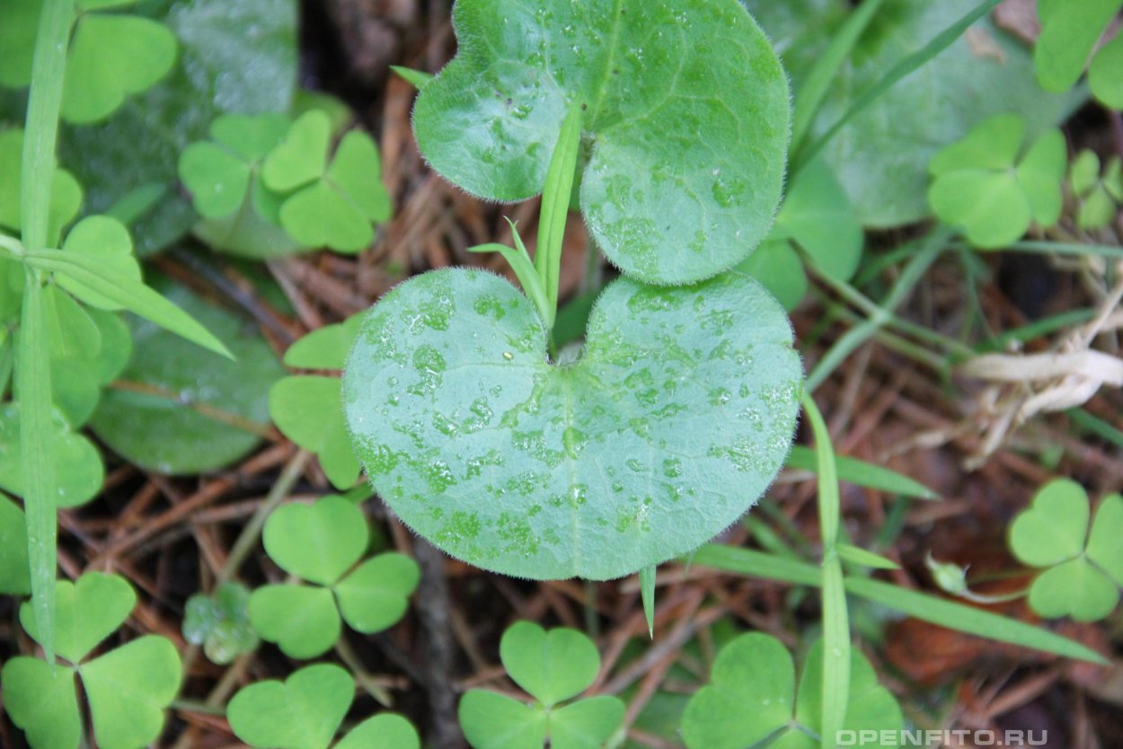 Экологические группы по отношению к свету