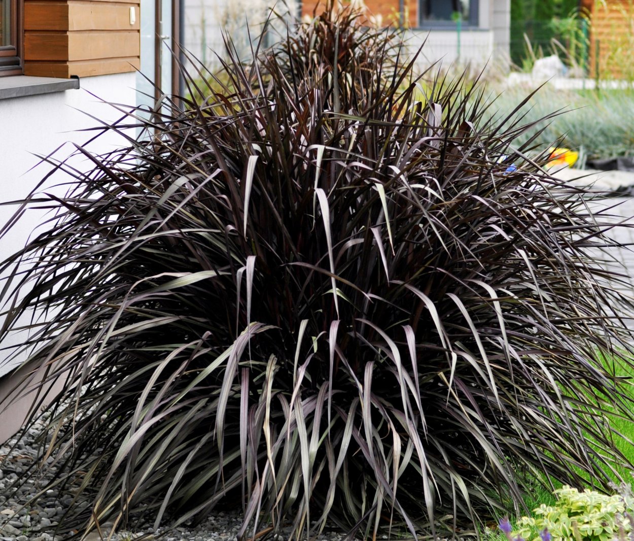 Пеннисетум лисохвостный Мэйджик