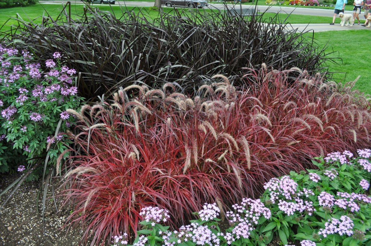 Пеннисетум низкорослый