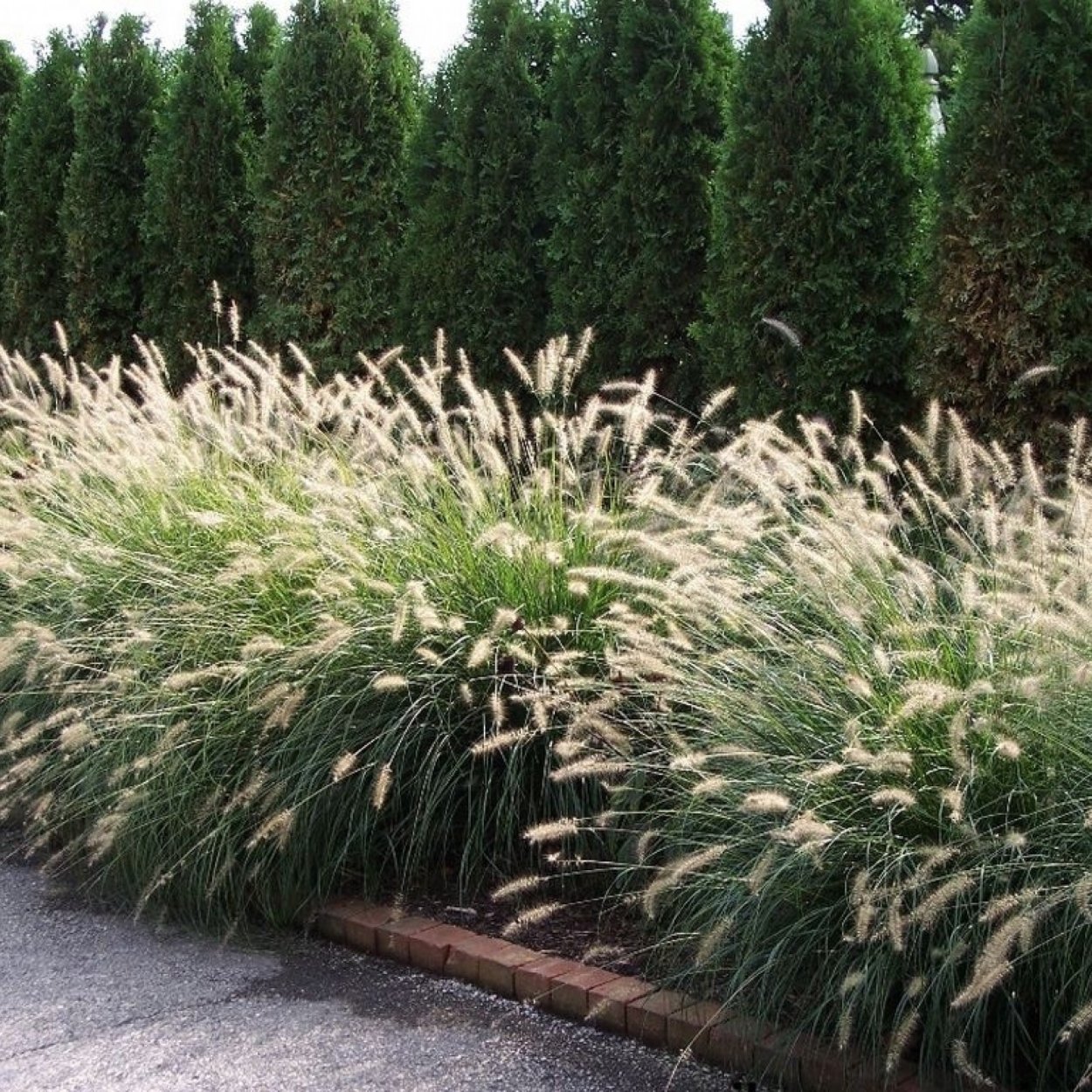 Пеннисетум (перистощетинник) лисохвостный Блэк Бьюти