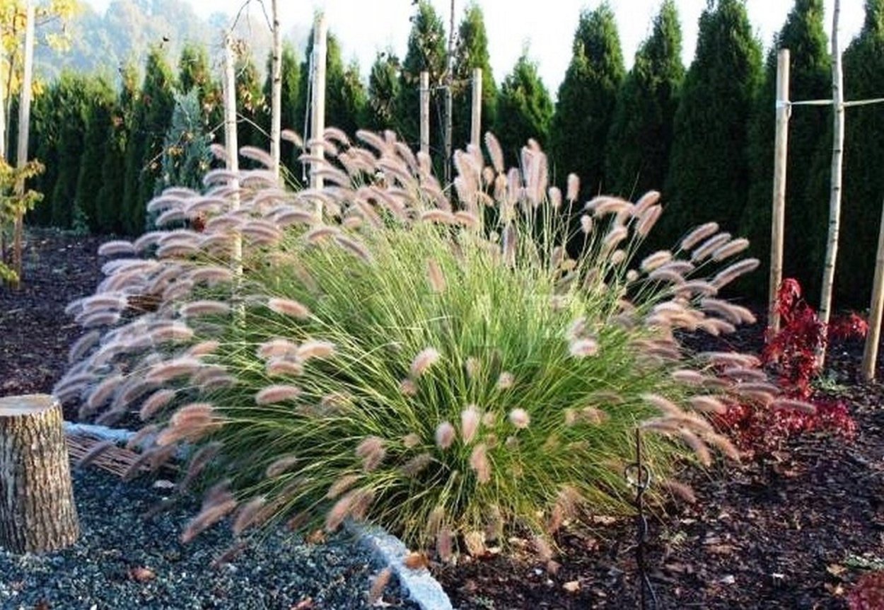 Pennisetum alopecuroides Cassian
