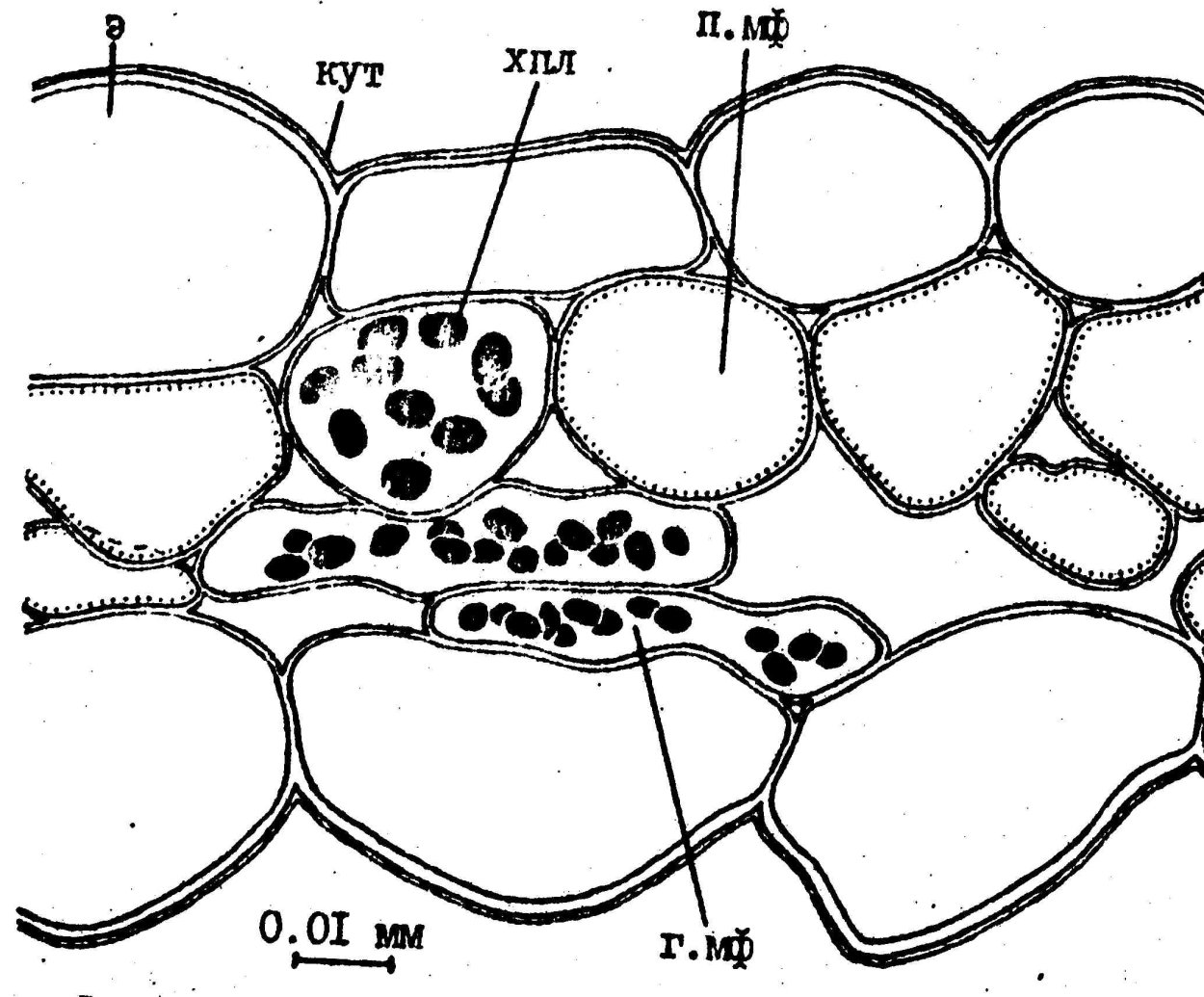 Поперечный срез листа кислицы обыкновенной