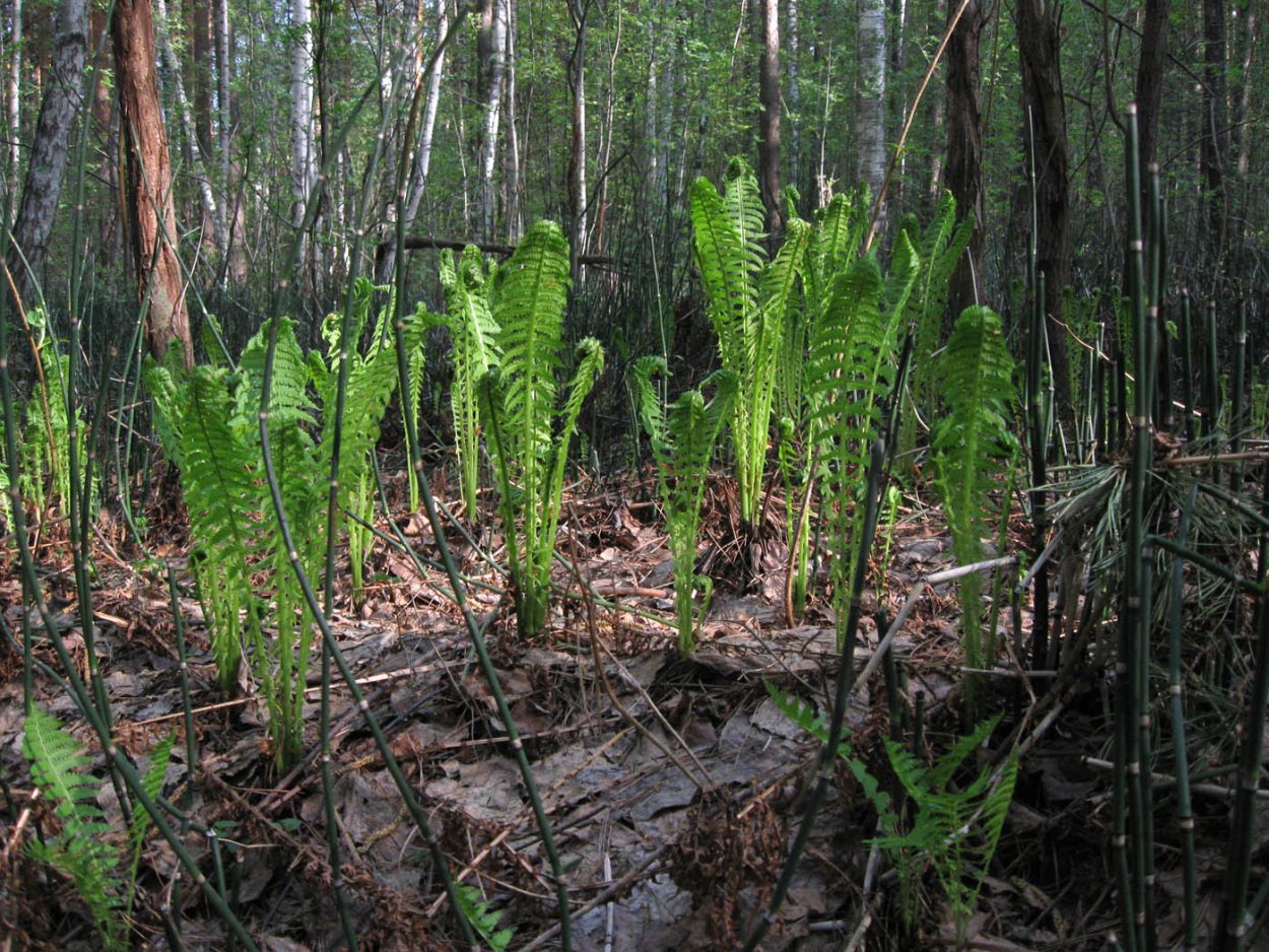 Чинар, хвощ, папоротник