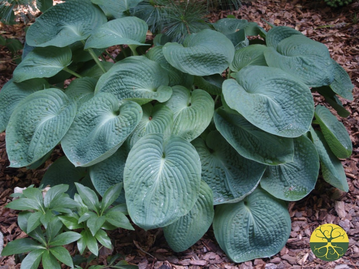 Хоста Зибольда Элеганс