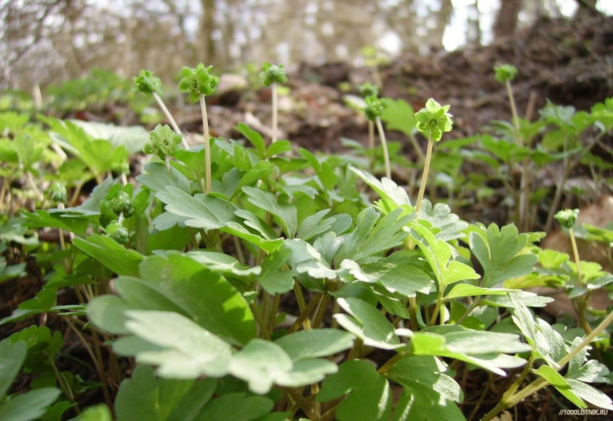 Мускусная трава адокса
