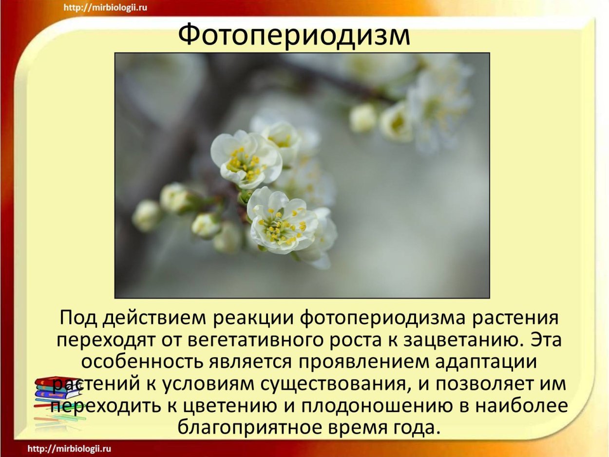 Видоизменения корней растений паразитов