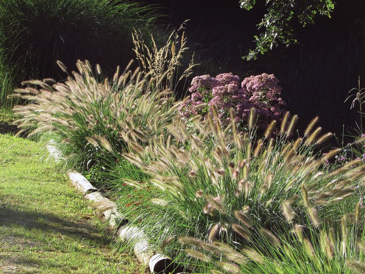 Овсяница и можжевельник