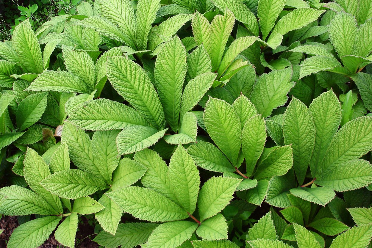 Роджерсия конскокаштанолистная