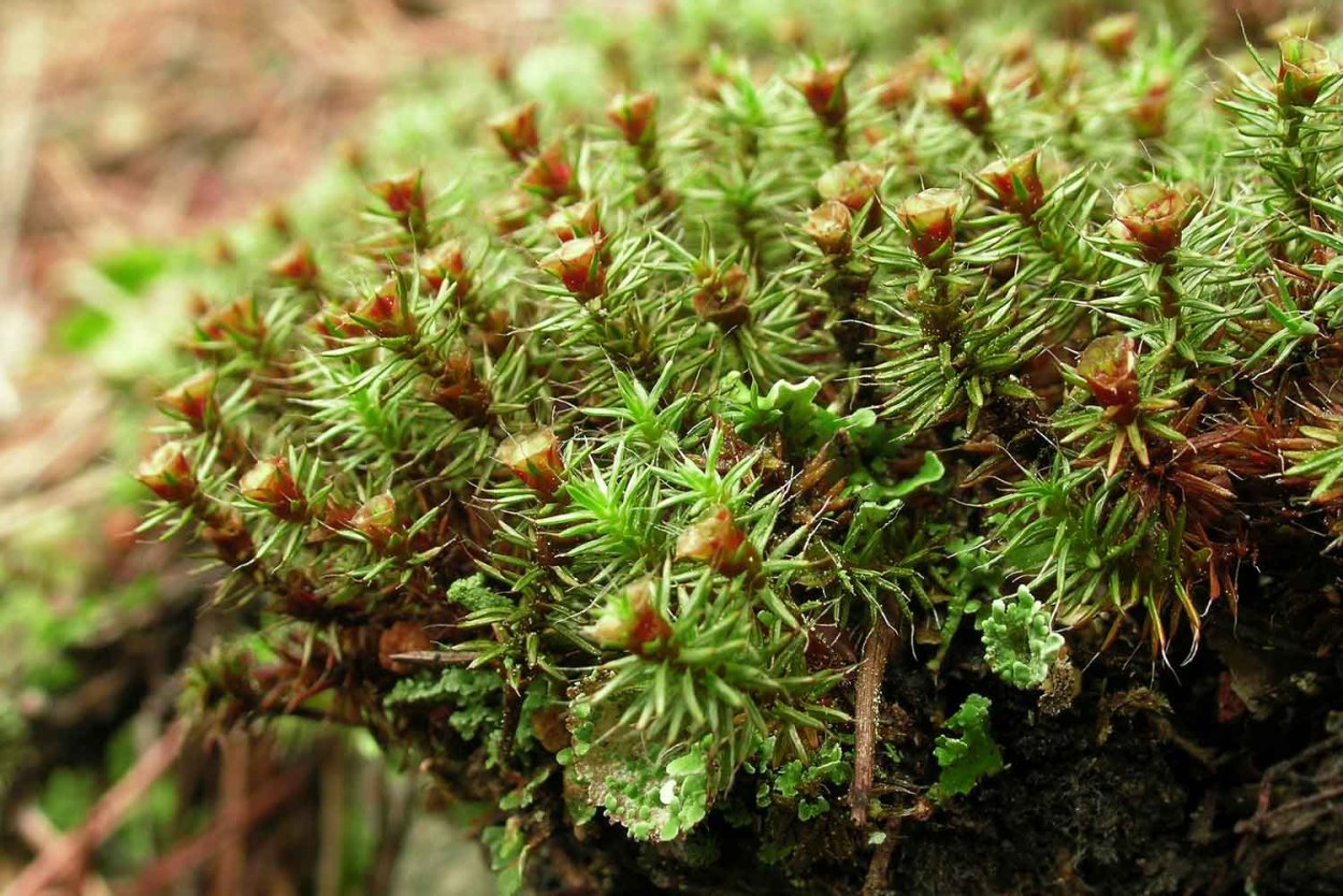 Расположение листьев очередное супротивное мутовчатое