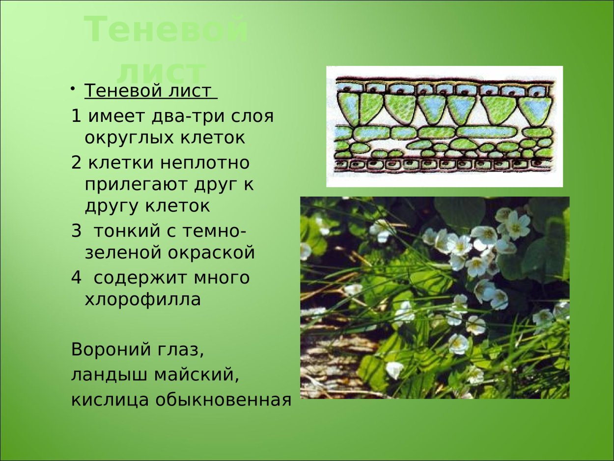 Строение световых и теневых листьев