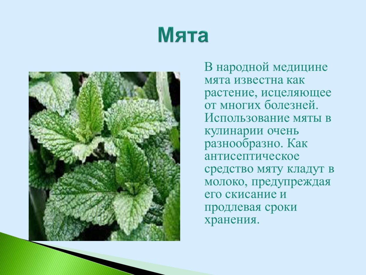 Мохообразные Пензенской области