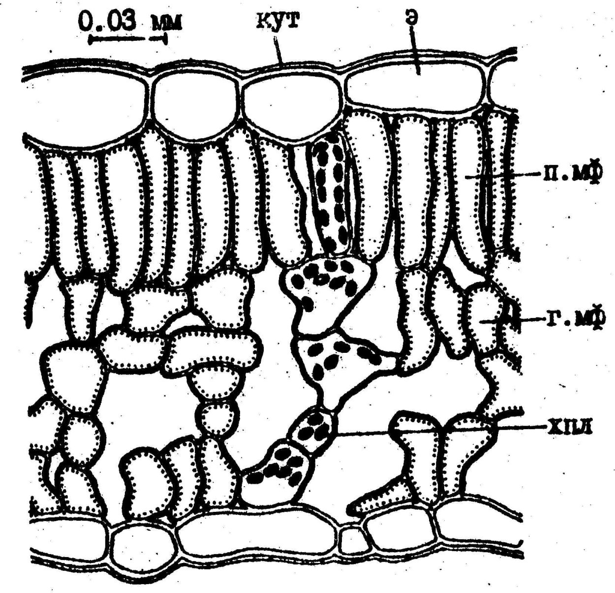Происхождение цветковых растений