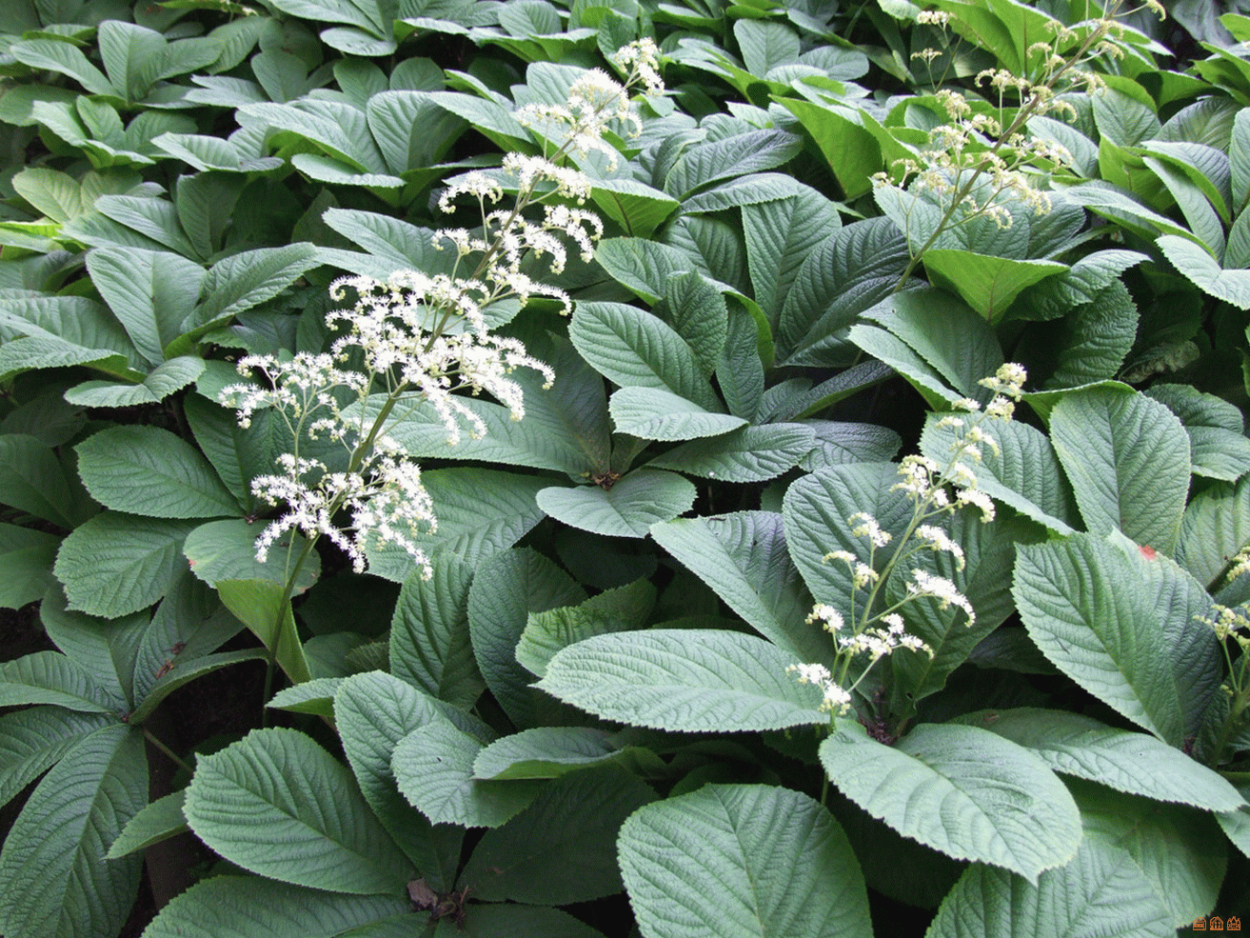 Теневыносливые цветы многолетники