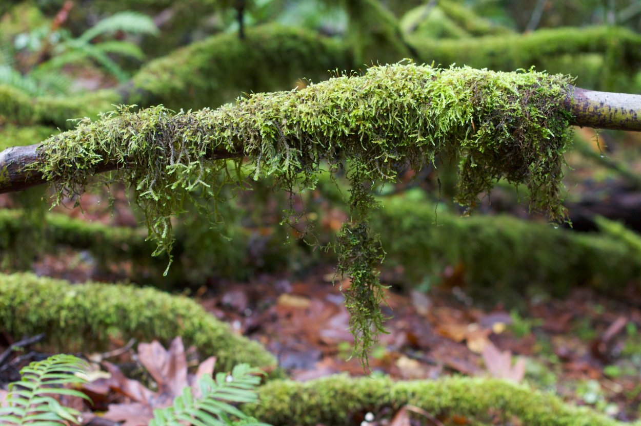 Стрелолист гетерофилия