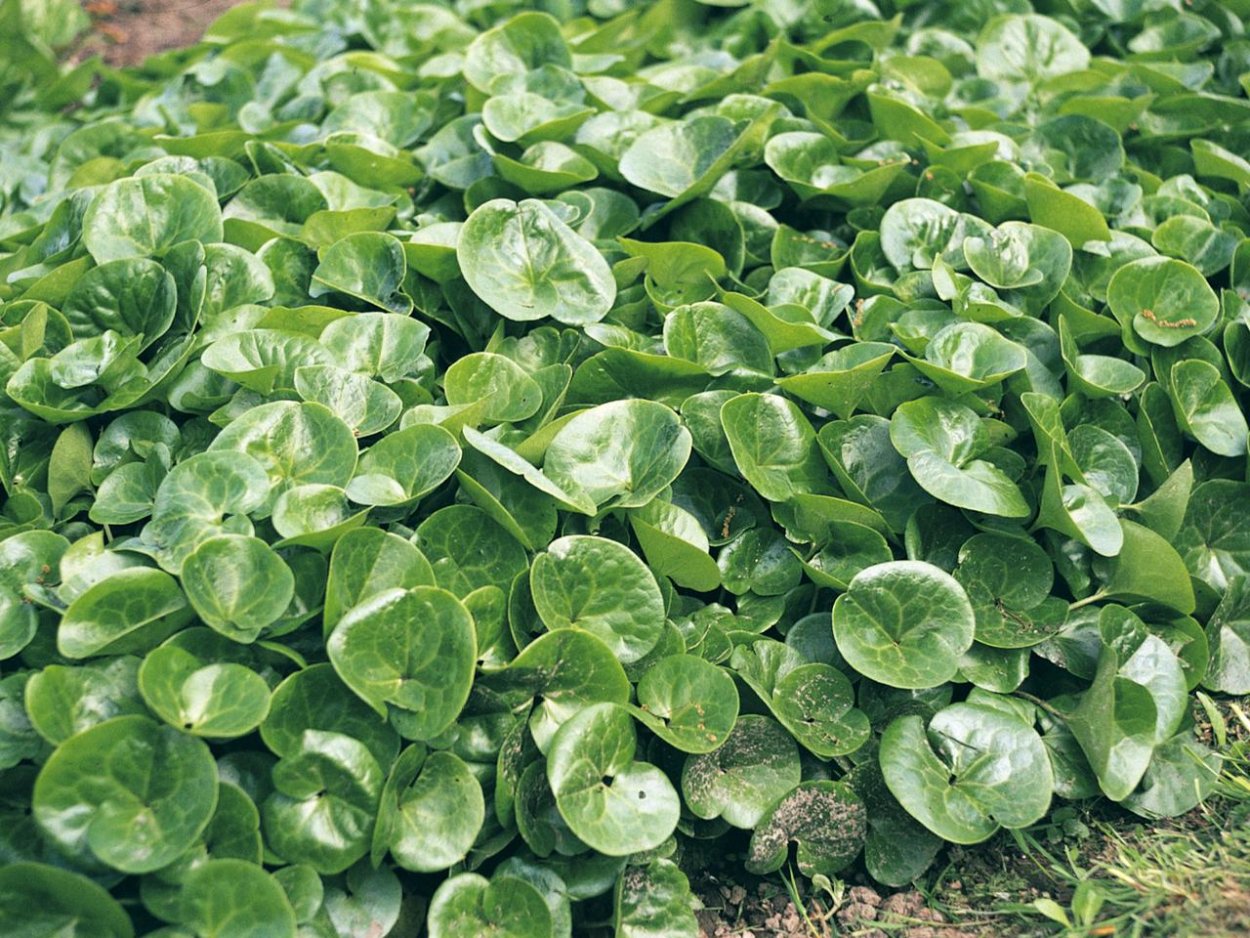 Майник широколистный