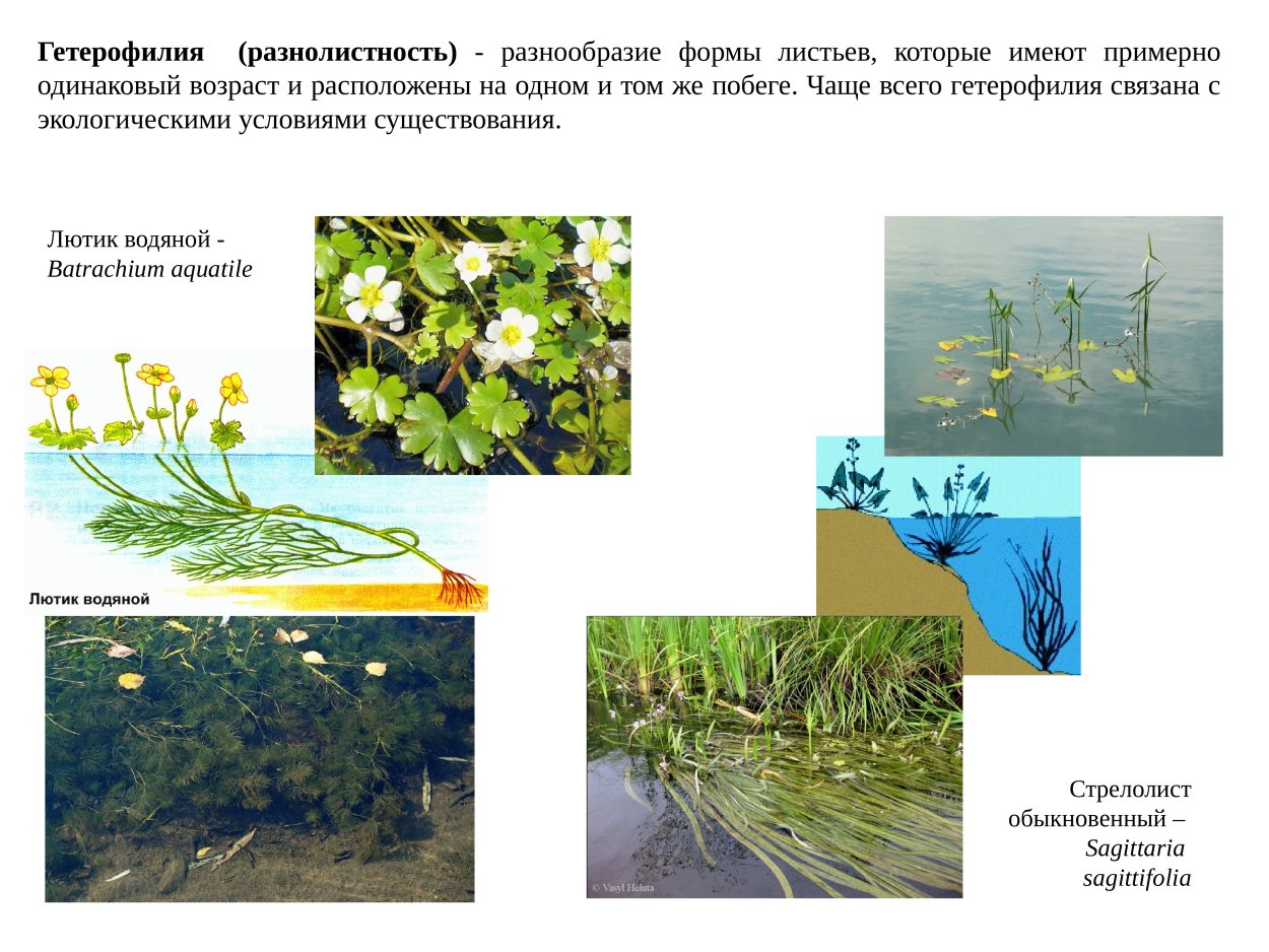 Размножение растений семенами и вегетативно