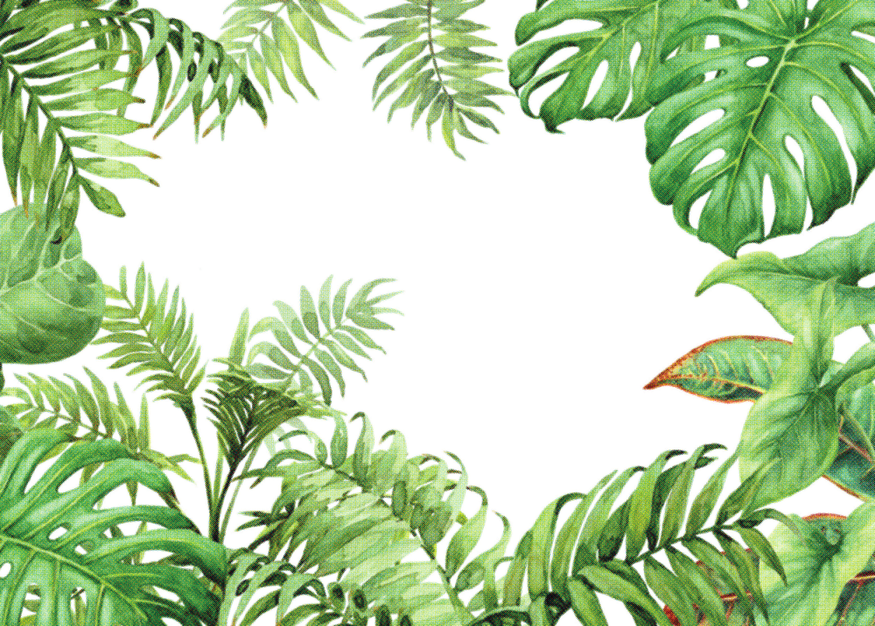 Монстера папоротник растения