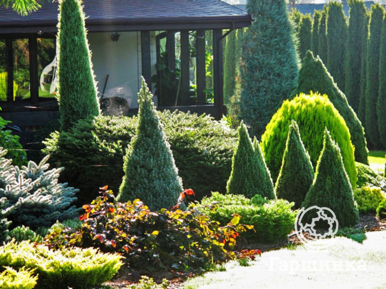 Бирючина ниваки