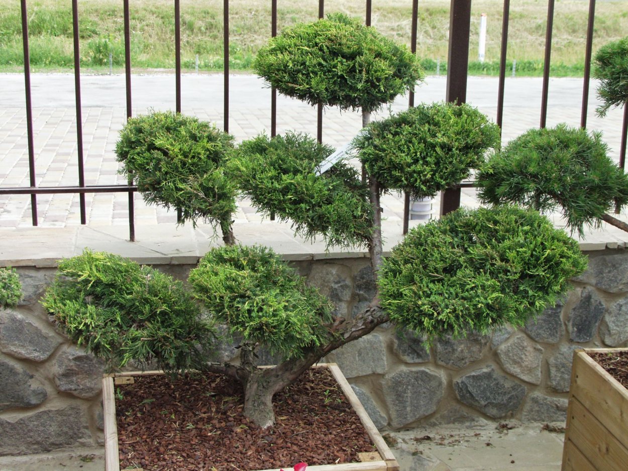 Туя Смарагд Спиралис