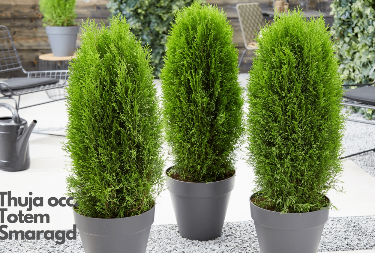 Туи Смарагд Брабант и Колумна отличия