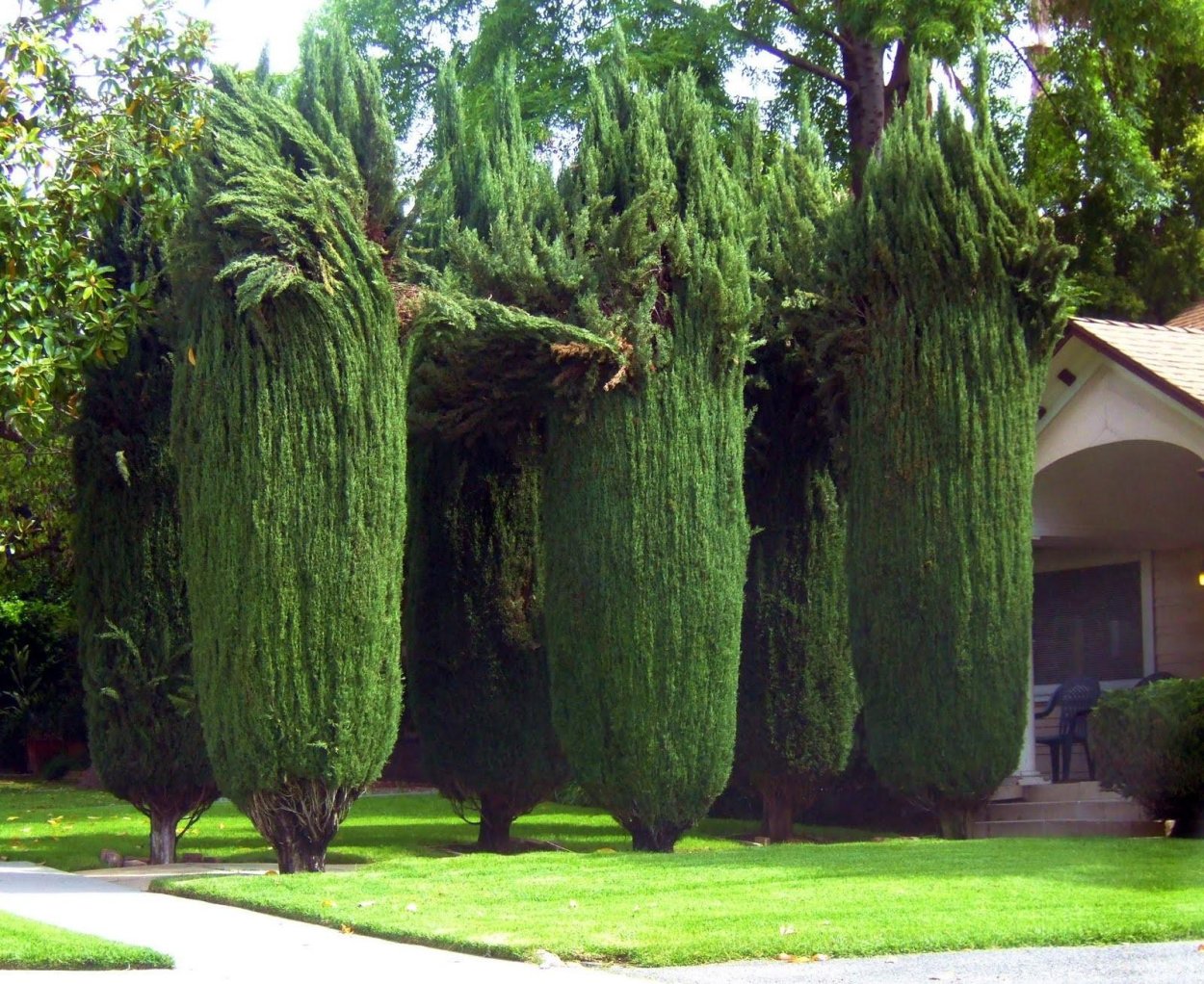 Миксбордер с туей Смарагд