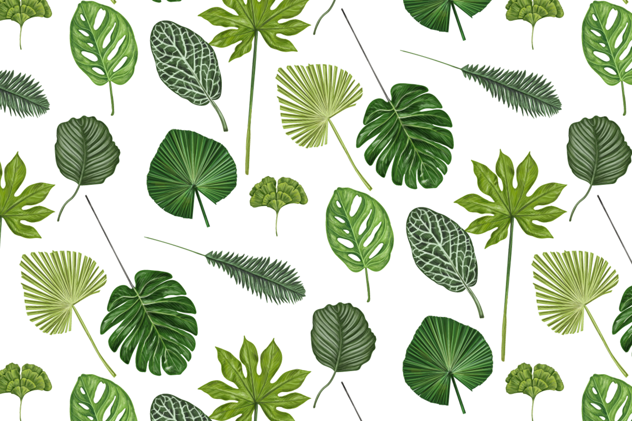 Монстера лейчитини