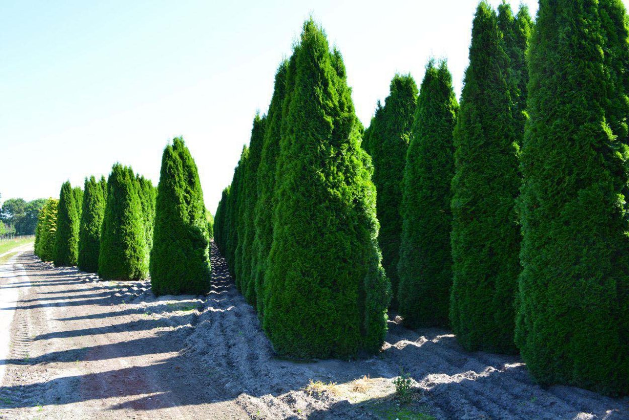 Туя можжевельник Хоста