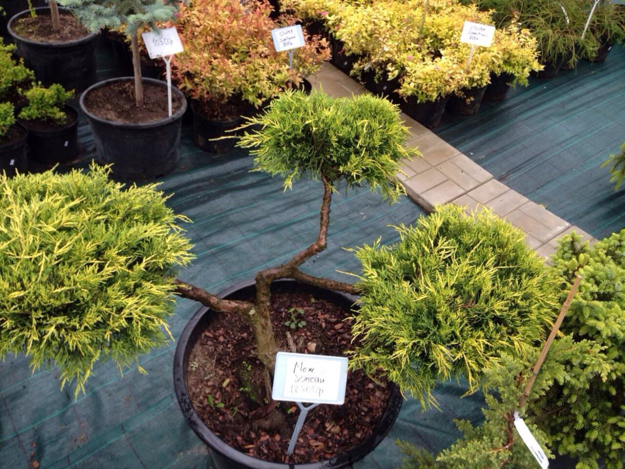 Туя Брабант ниваки