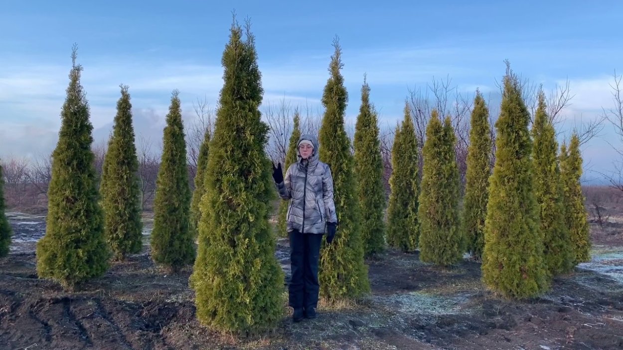 Сосна Веймутова ниваки