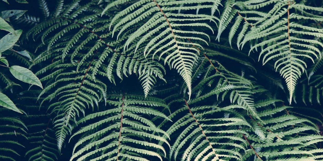 Монстера паттерн