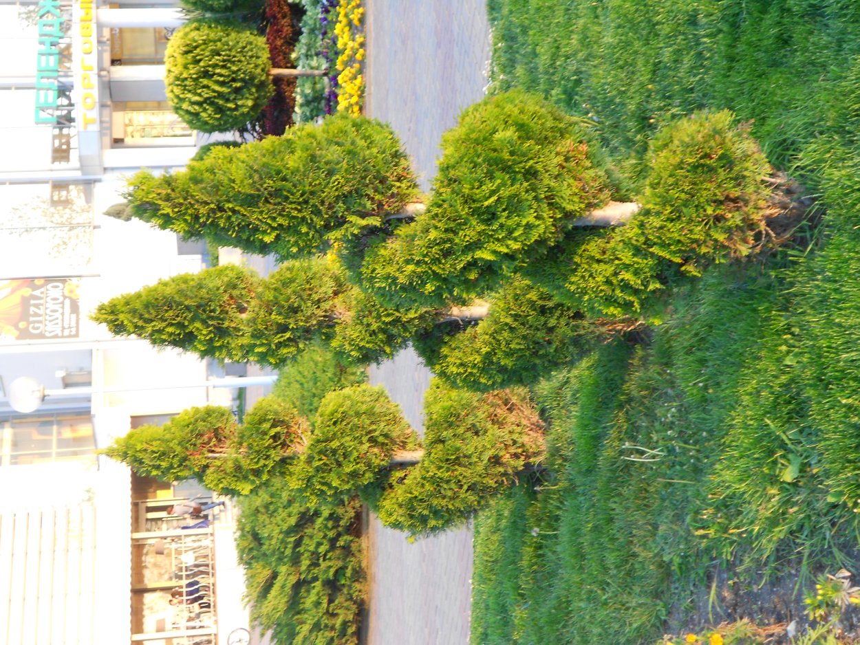 Ниваки казацкий можжевельник казацкий