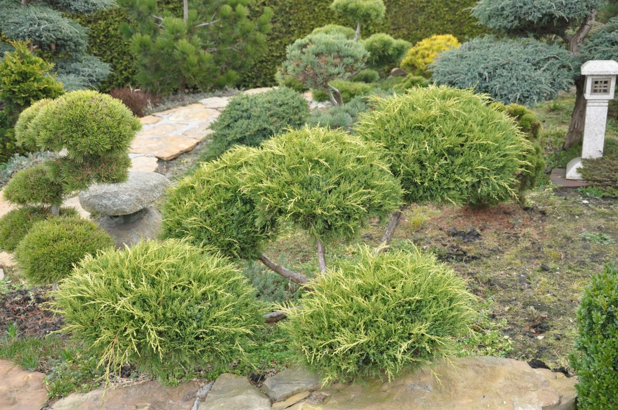 Туя Смарагд ниваки фото