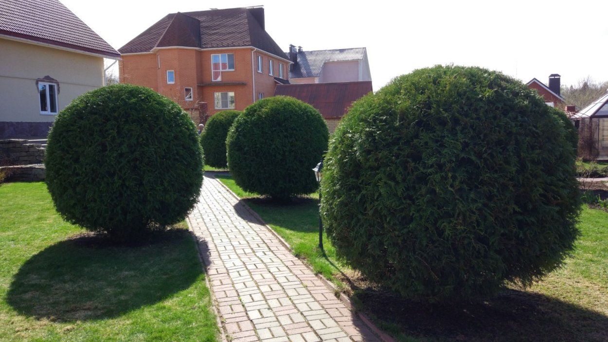 Туя Смарагд Тоскана