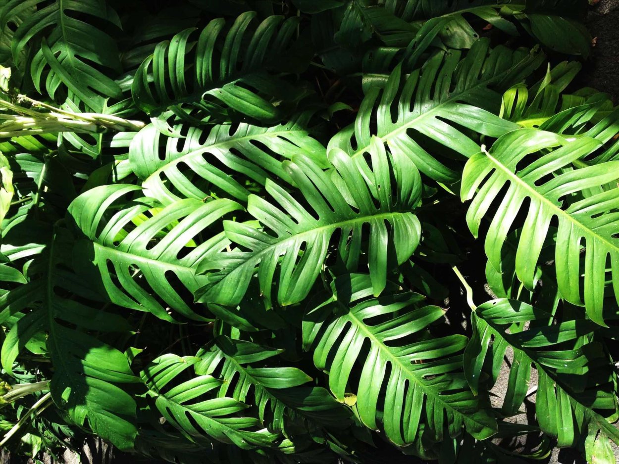 Листья Monstera вектор