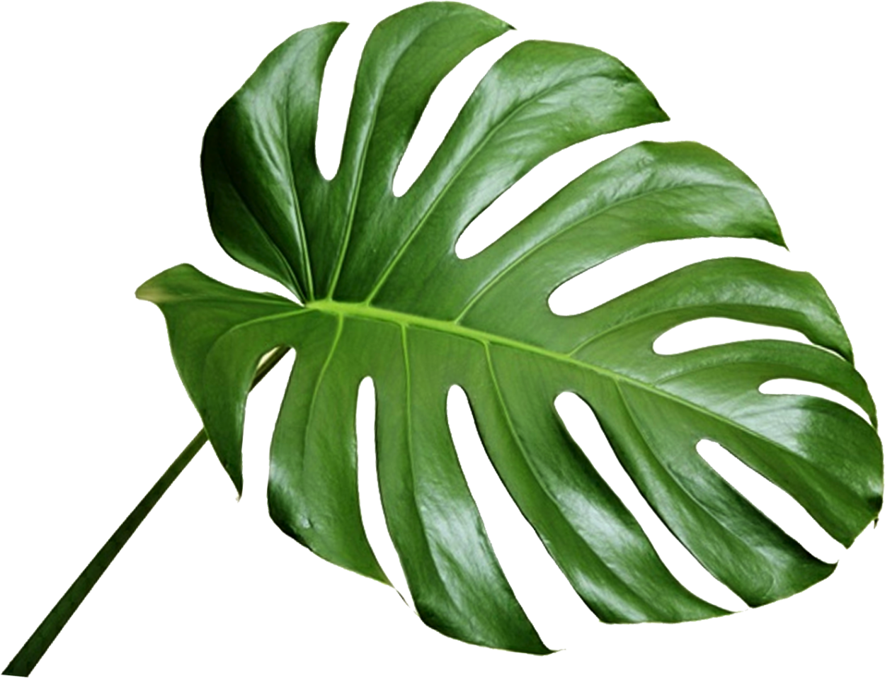 Зелень Monstera 60 Нидерланды