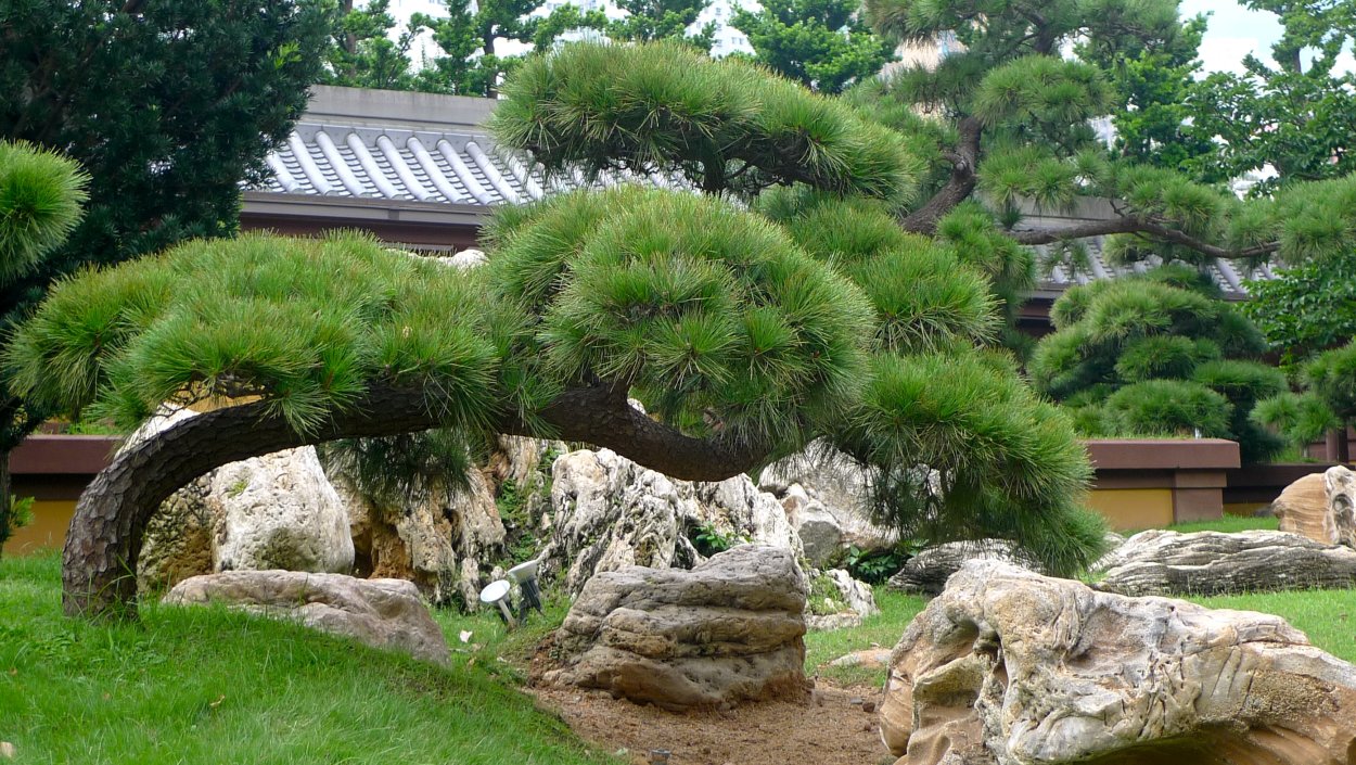 Стрижка туи Смарагд