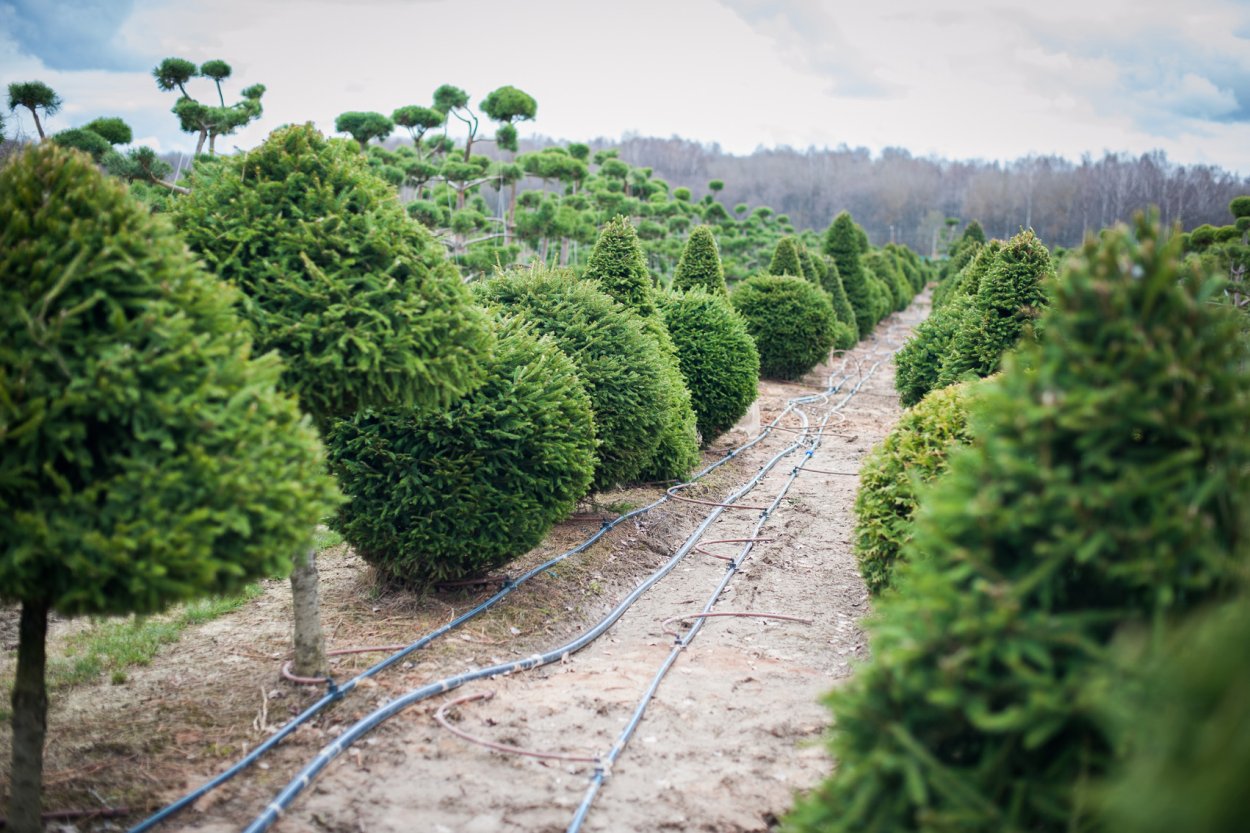 Сосна Горная Мугус ниваки