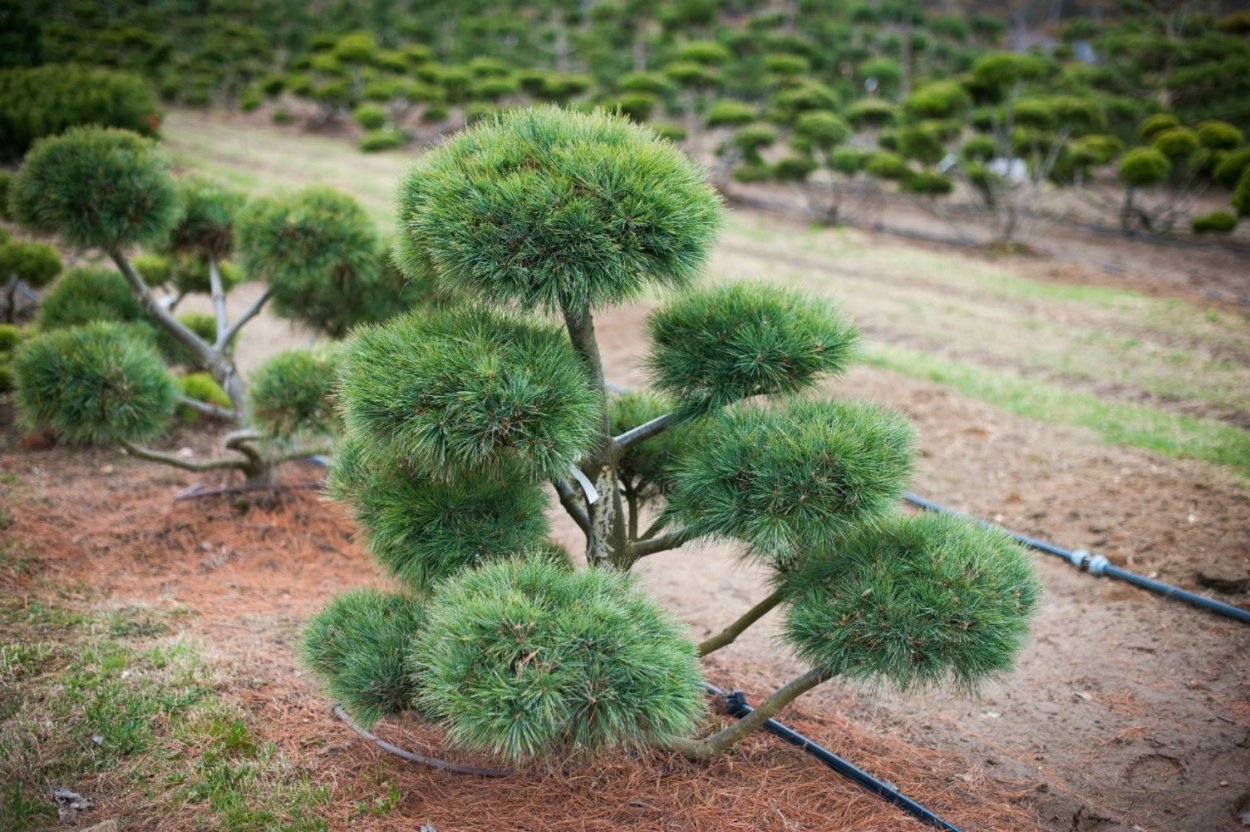 Туя Даника ниваки