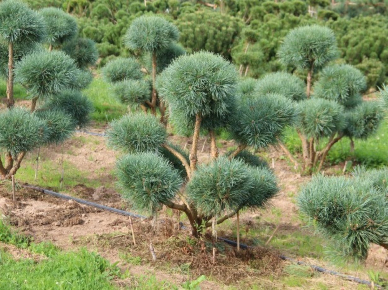 Миксбордер с туей Смарагд