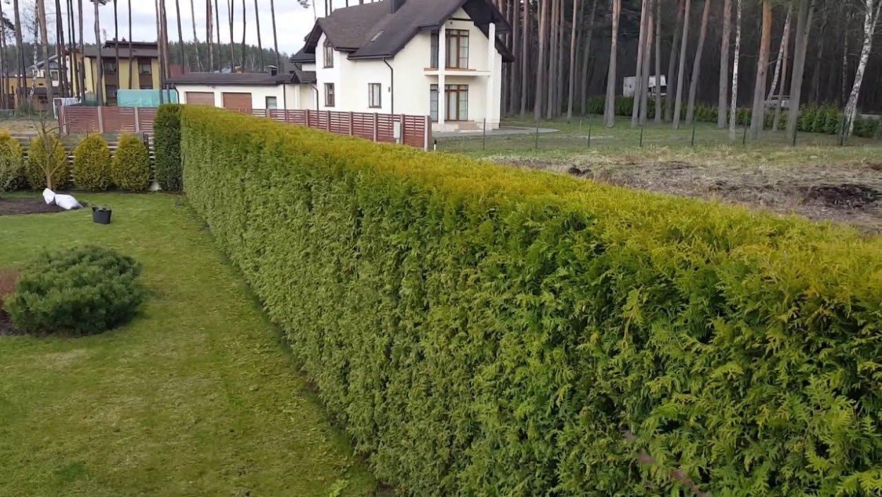 Садик хвойников ландшафт