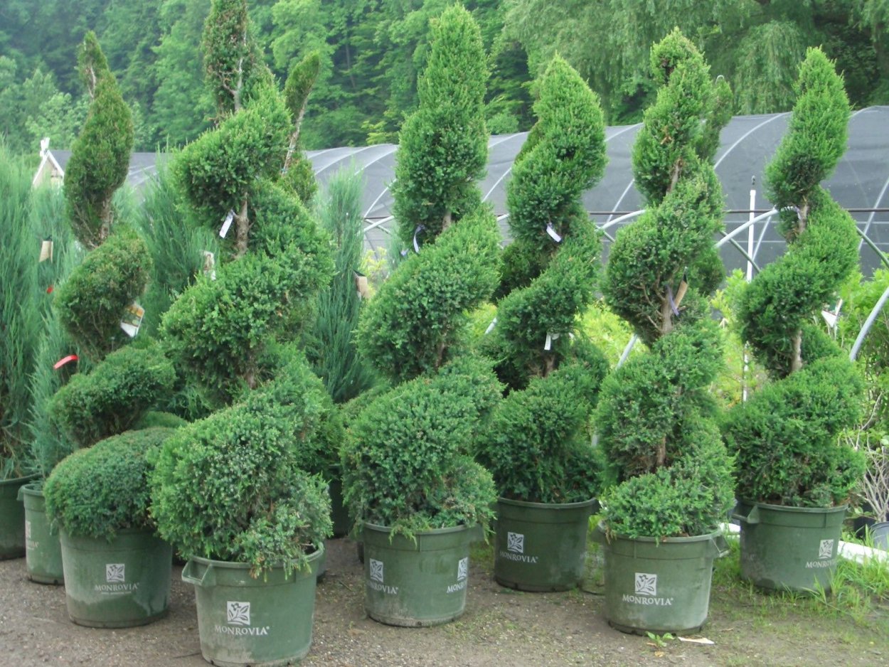 Можжевельник обыкновенный Холмструп