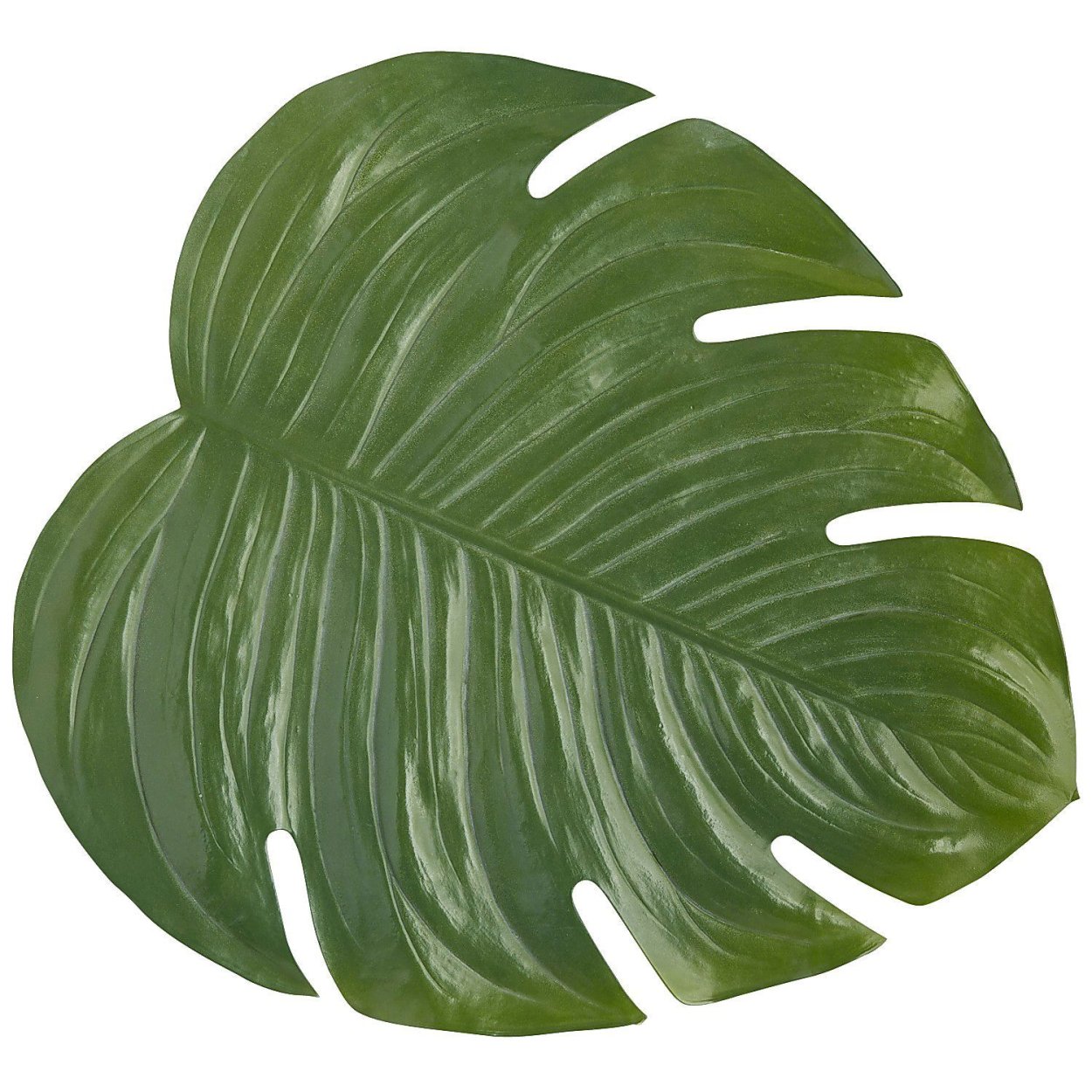 Монстера папоротник растения