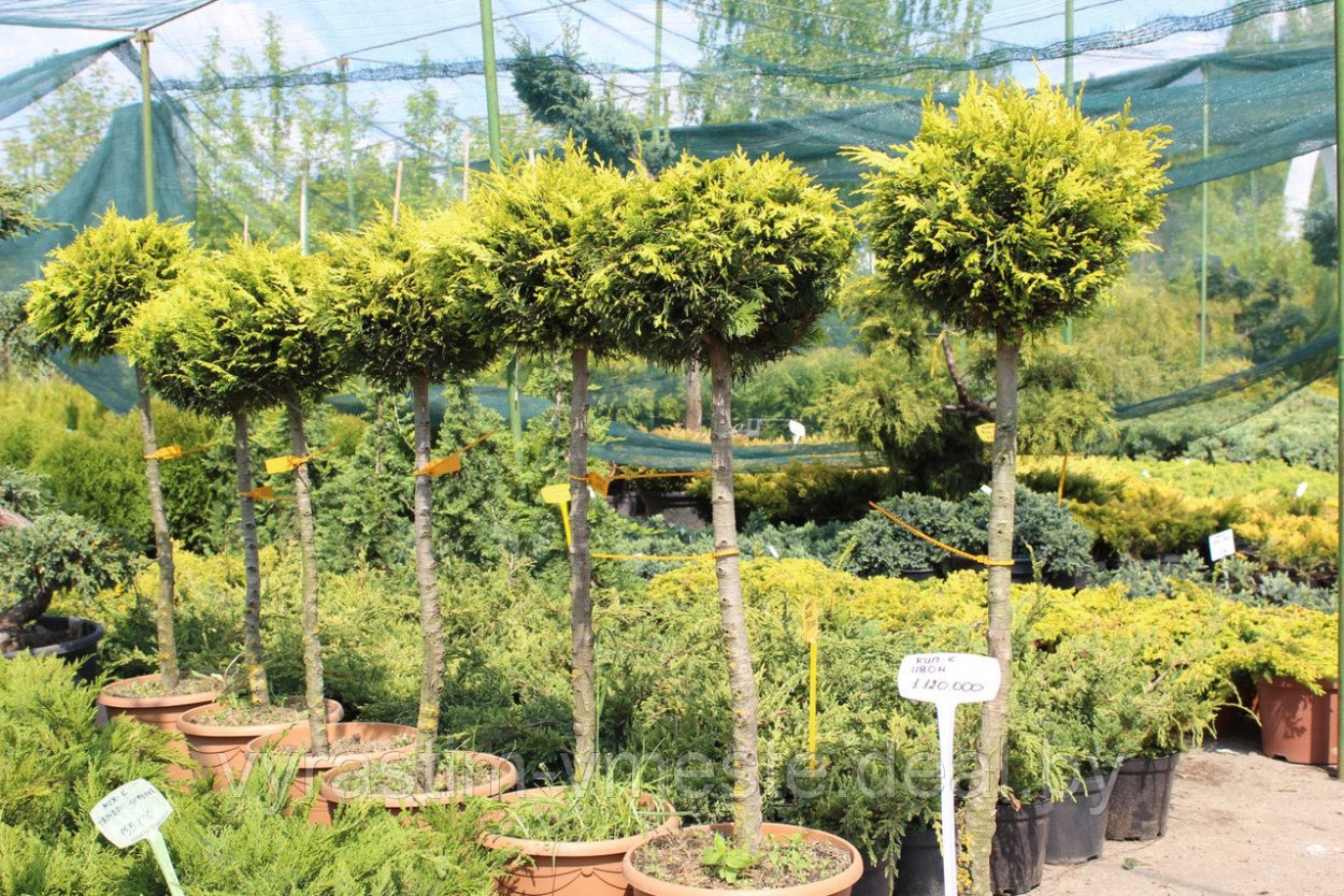 Сосна обыкновенная ниваки