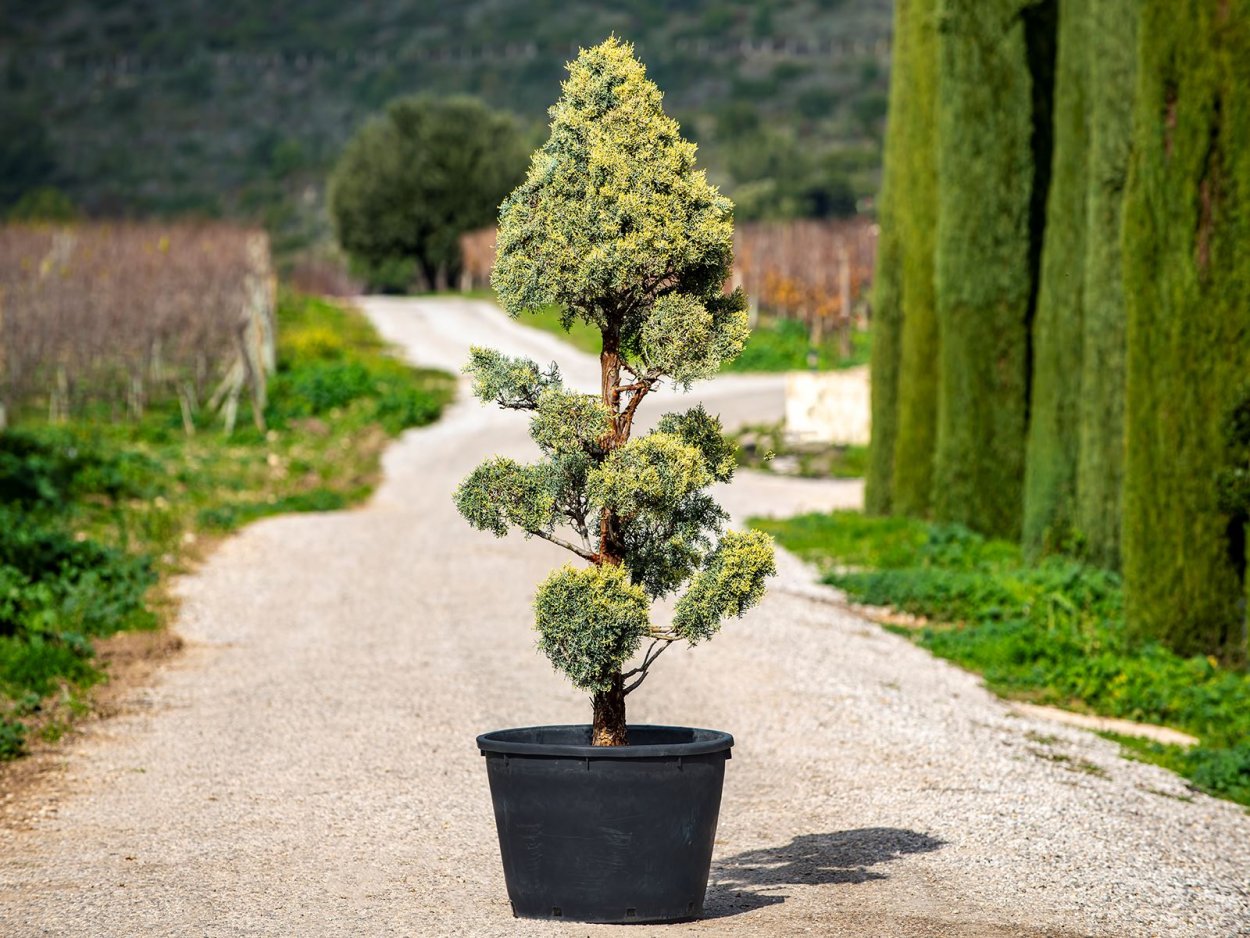 Туя Западная Смарагд спираль