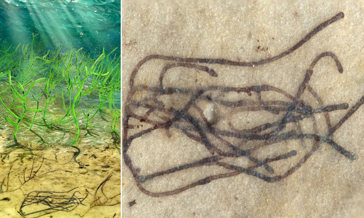 Протерозой Эра растения