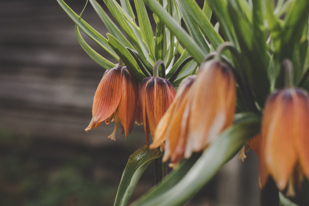 Fritillaria japonica koidzumiana